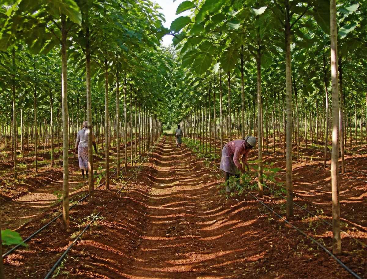 Rows of well-grown teak trees with drip irrigation lines and the estate farm team tending saplings at Project 4 Malavalli