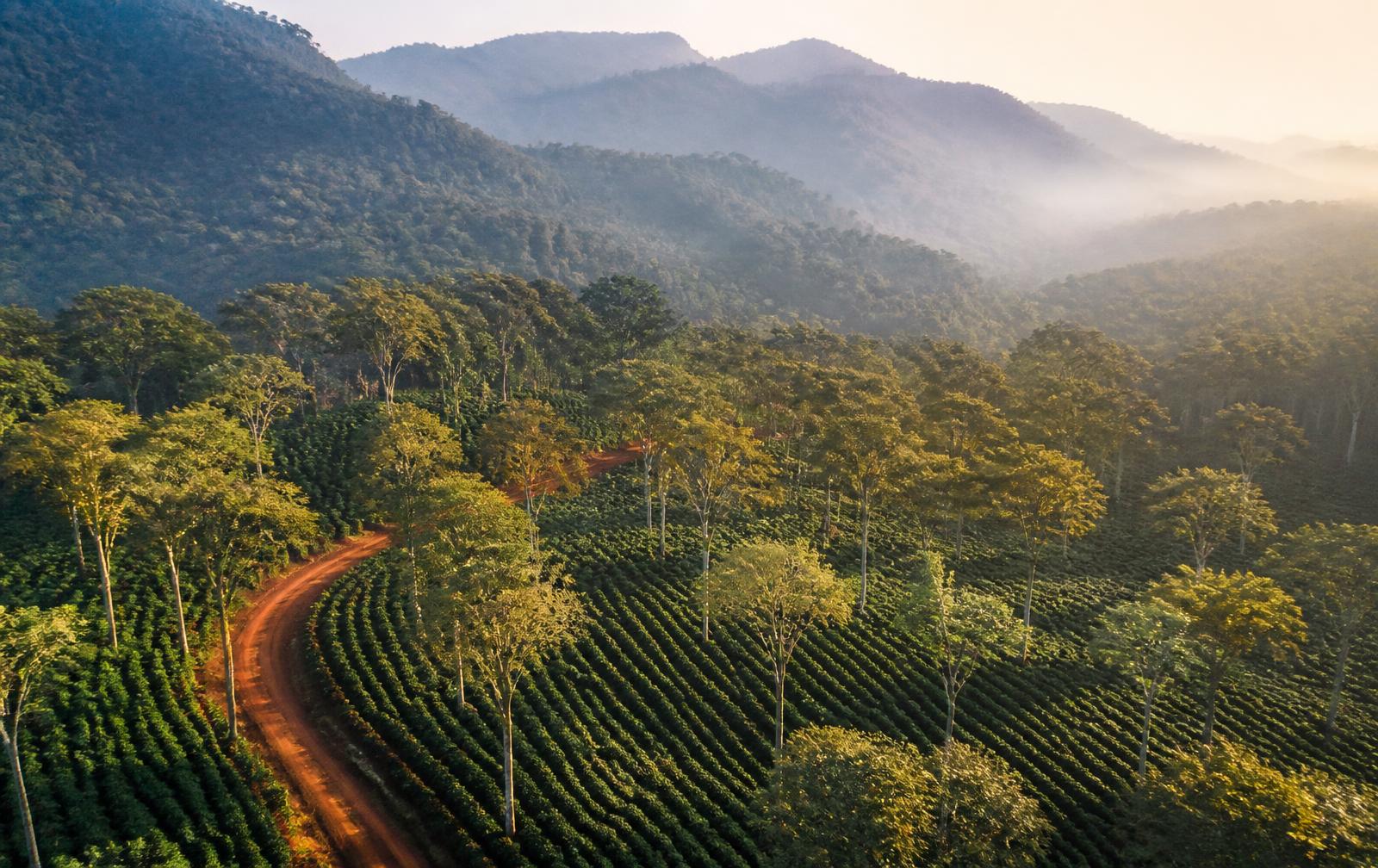 Aerial view of the Project 2 Sakleshpur managed farmland estate with coffee plantation rows, silver oak shade trees and misty Western Ghats hills