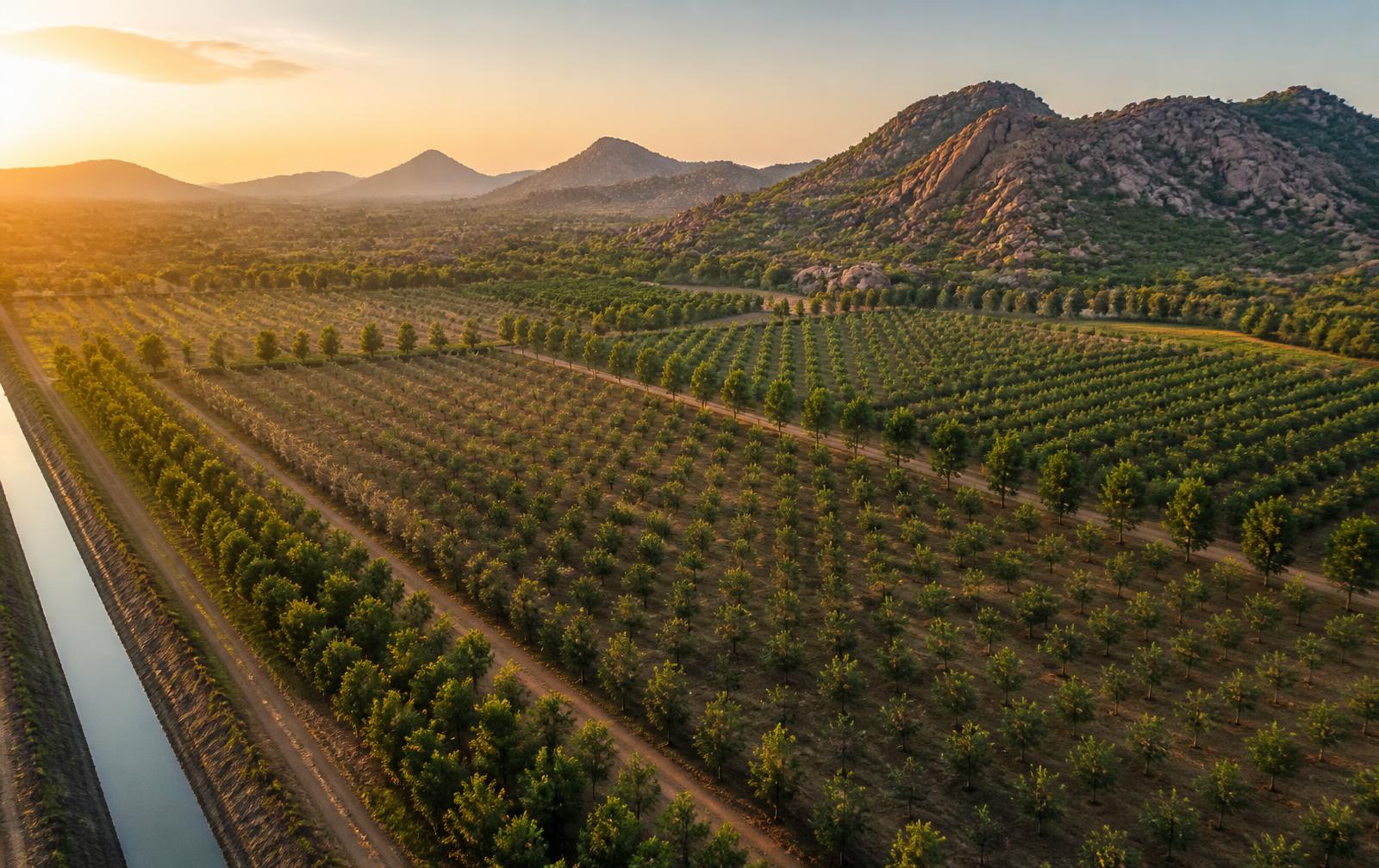 Aerial view of the Project 1 Penukonda managed farmland estate with plantation rows and canal edge at sunset